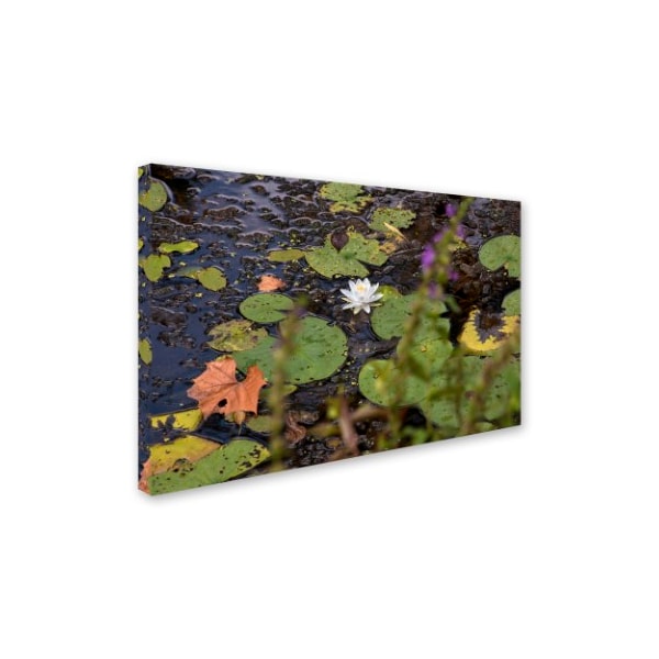 Kurt Shaffer 'September Lotus' Canvas Art,30x47